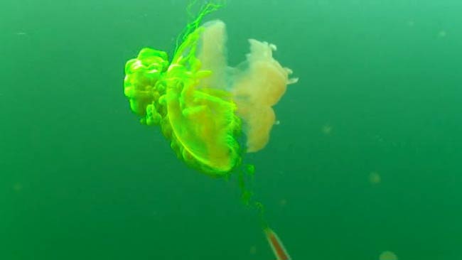 [Interactive:Jellyfish That Glow]