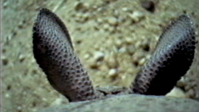[Interactive:Art Of The Critter Cam]